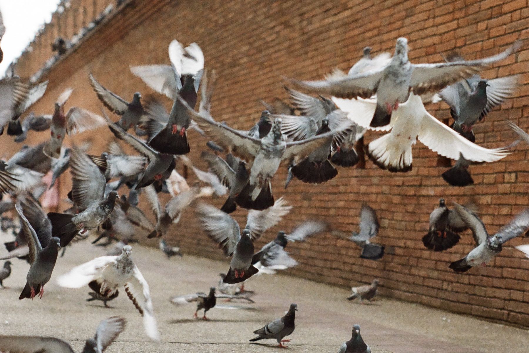 Flock of pigeons flying outside a wall